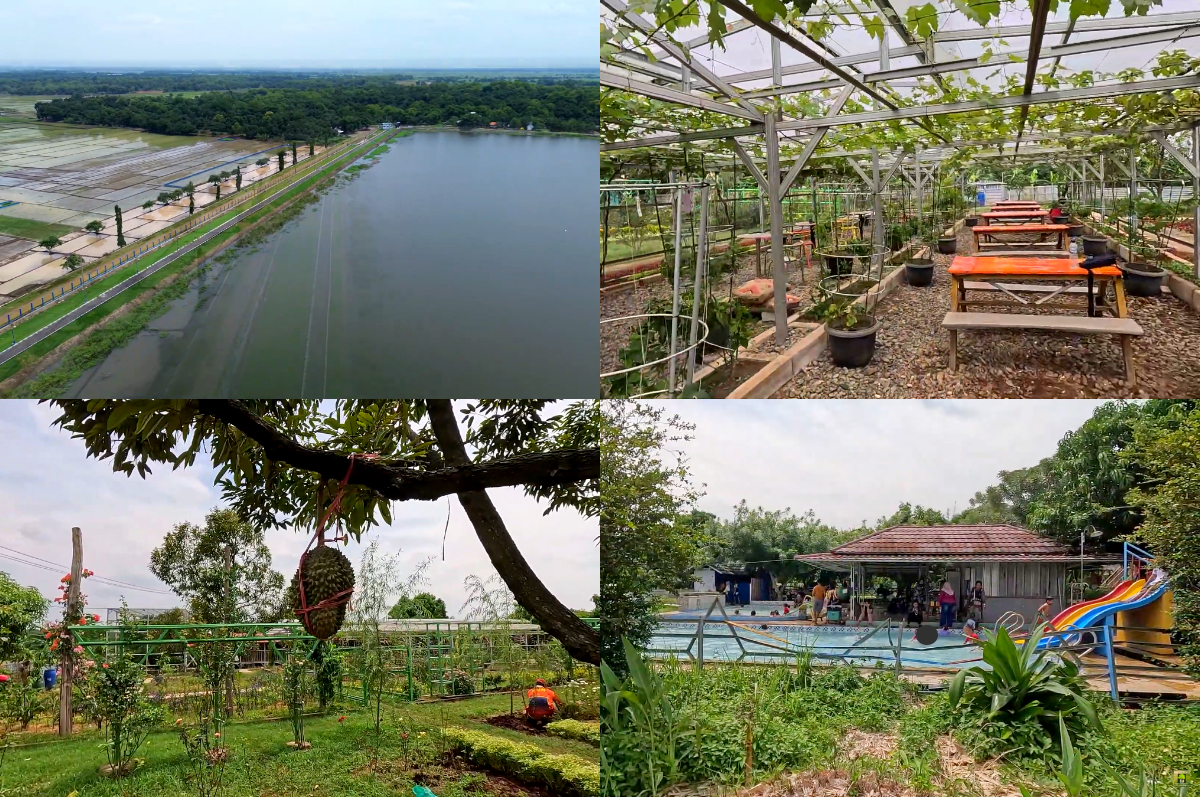Agro Eduwisata Situ Bolang Indramayu.