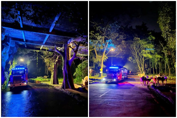 Suasana Safari Malam di Taman Safari Bogor.