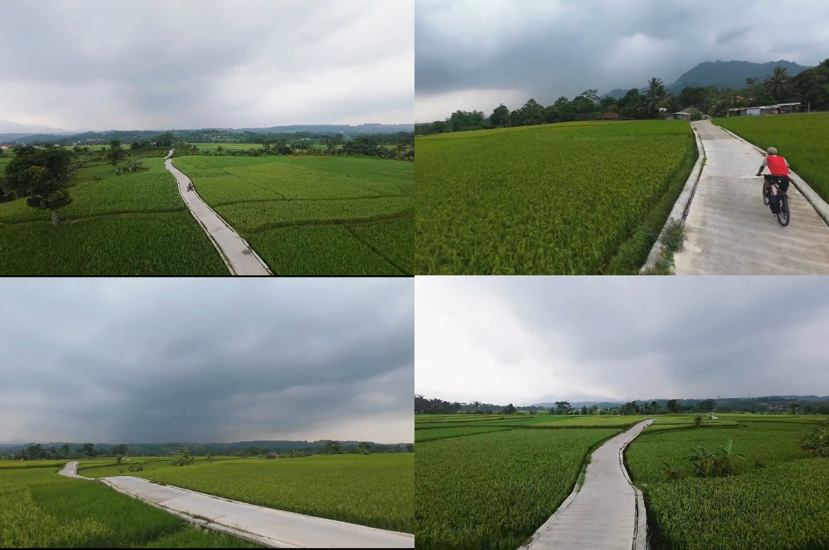 Pesona Sawah Korod di Desa Cariu, Jonggol, Bogor.