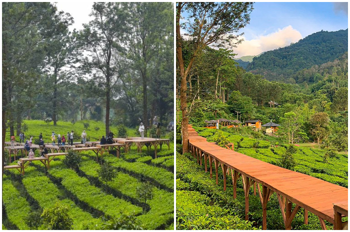 Suasana kawasan Kebun Teh Gunung Mas Puncak Bogor