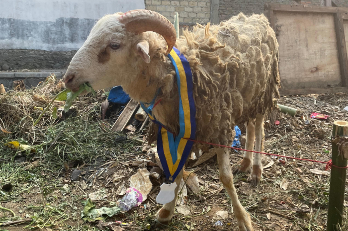 Kambing kurban PMII IPB di Masjid Al-Furqon Tegallega.