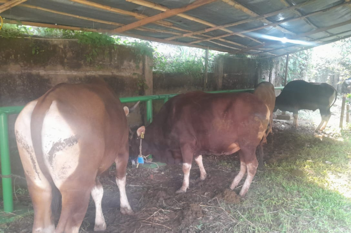 Hewan kurban di Hari Raya Idul Adha
