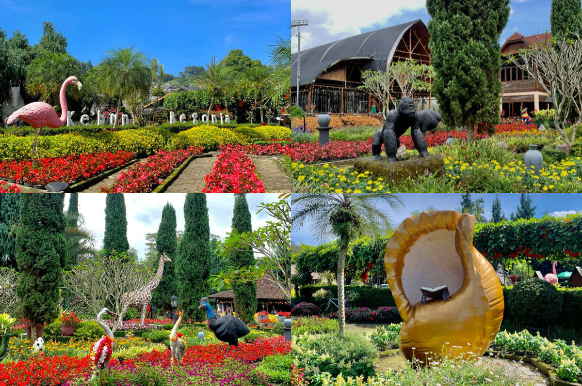 Pesona wisata Kebun Begonia Lembang.