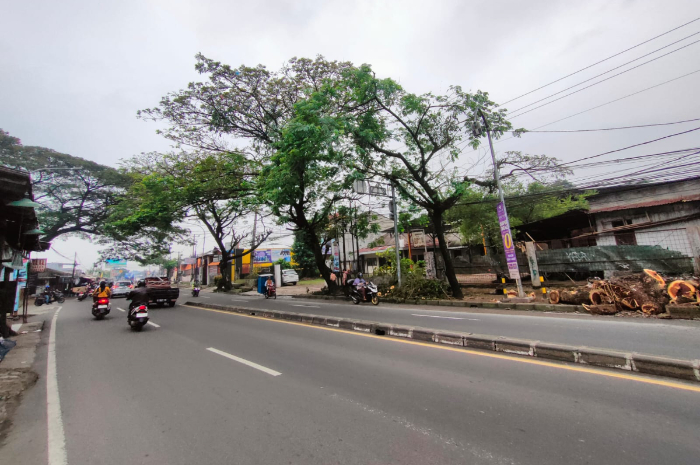 Kondisi terkini pohon tumbang di Bojongsari Depok Rabu (18/6/2025).