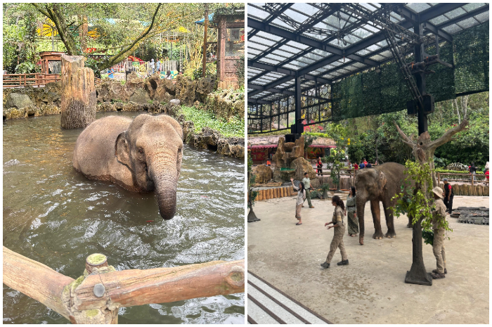 Suasana atraksi gajah di Taman Safari Bogor