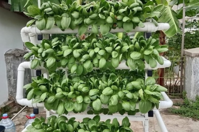 Sayur pakcoy dalam metode menanam hidroponik