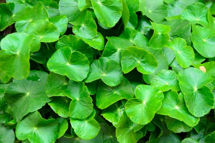 Manfaat Daun Pegagan untuk tubuh.