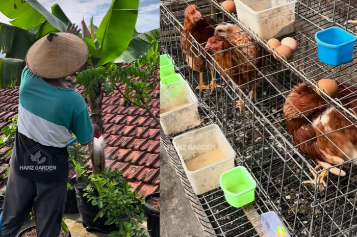 Hanz Garden viral karena bagikan aksi berkebun dan beternak di atap rumah