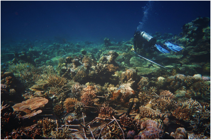 Terumbu karang di perairan Bontosua, Sulawesi Selatan.