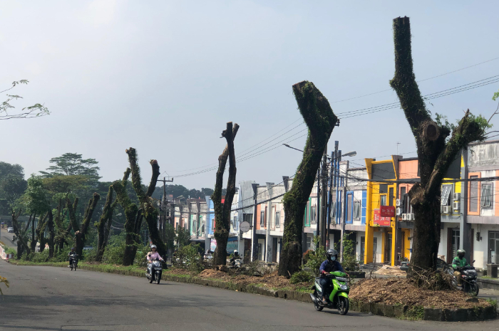 Kondisi terkni Jalan Bambu Kuning, Cibinong. Sebagian pohon trembesi dibabat