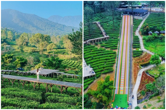 Suasana di kawasan Agrowisata Gunung Mas Puncak Bogor