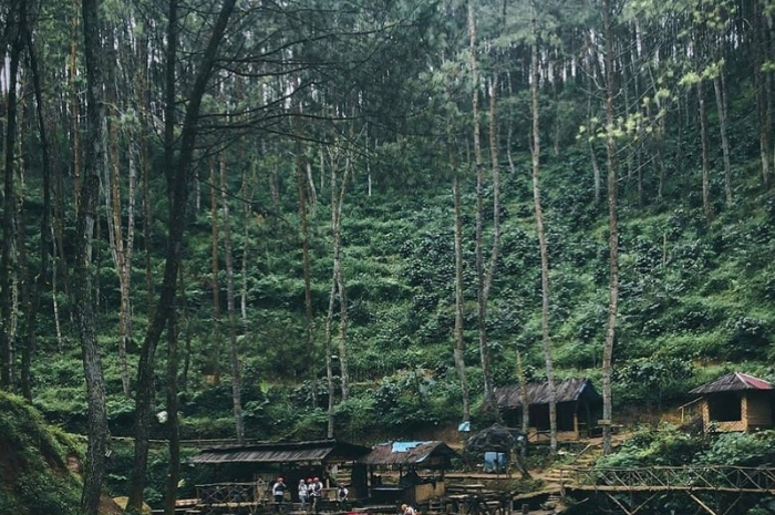 Hutan pinus di Pangalengan