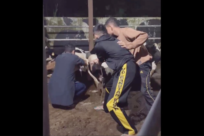 Proses kelahiran seekor pedet betina Friesian Holstein di Kandang Pendidikan Sapi Perah (TEFA) Jurusan Peternakan Polbangtan Bogor.