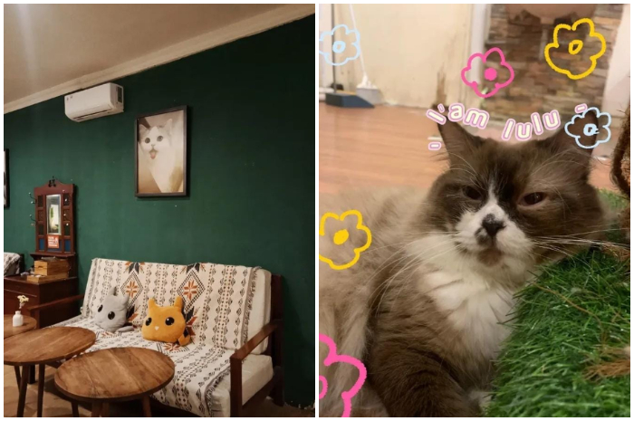 Ngopi santai sambil main dengan kucing-kucing gemas di&nbsp;Circuloo Coffee and Cat Jl. Pemuda No. 24, Tanah Sareal, Kota Bogor.