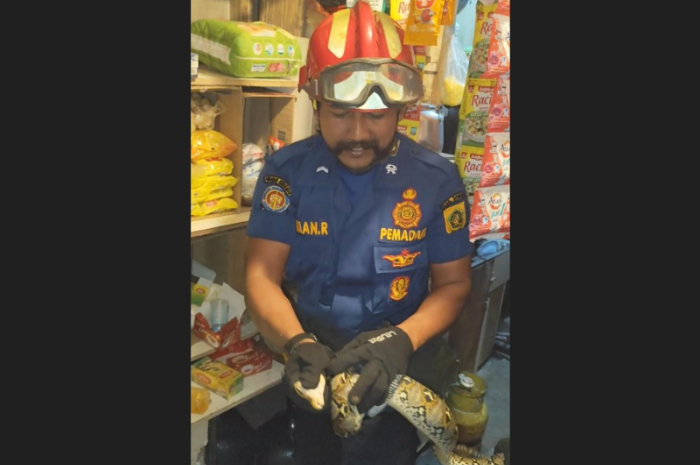 Petugas Damkar saat mengevakusi ular sanca kembang yang masuk ke warung milik warga.