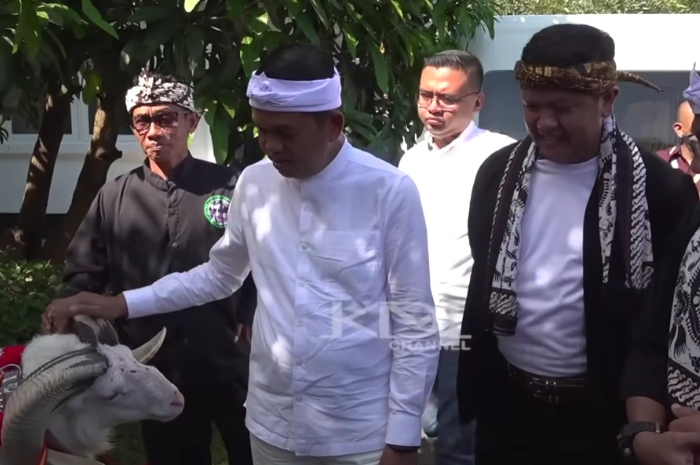Gubernur Jawa Barat, Dedi Mulyadi mengecek Domba Garut yang dijadikan mas kawin anaknya menikah.