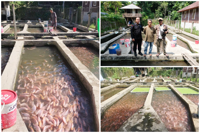 Lokasi budidaya ikan nila air deras milik Anggota Brimob Sariyanto di&nbsp;Jl. H. Jelan, Cibitung Tengah, Kecamatan Tenjolaya, Kabupaten Bogor.