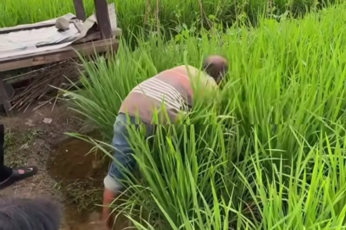 Seorang petani memperlihatkan metode pertanian sawah pokok murah