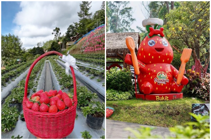 Bukit Strawberry Lembang, tempat wisata dengan konsep farm to tabel di Bandung.