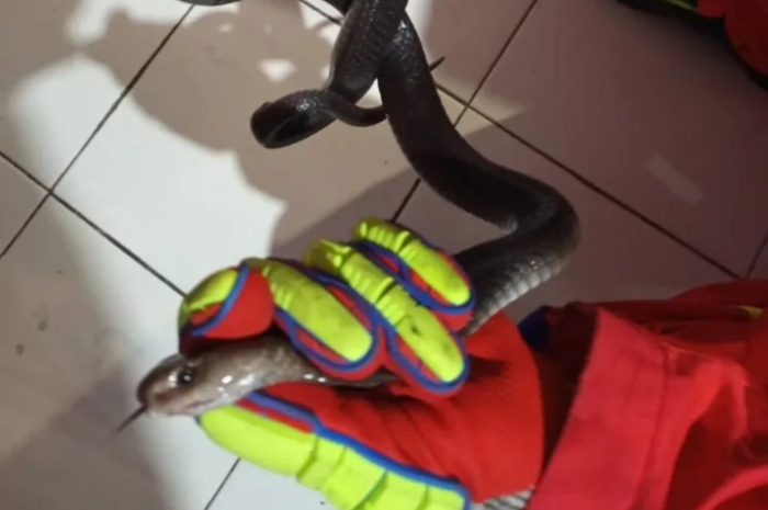 Evakuasi Ular Kobra Jawa yang masuk di rumah warga.