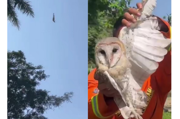Aksi unik Damkar Cianjur saat menyelamatkan burung hantu yang terjerat benang layangan