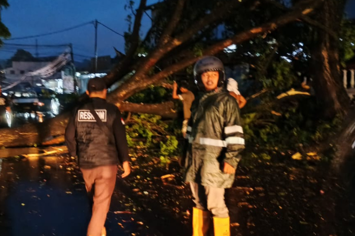 Pohon tumbang di Jalan Raya Hoegeng Iman Santoso Kampung Gadog, Desa Pandansari, Ciawi, Kabupaten Bogor, Rabu, 30 Juli 2025.