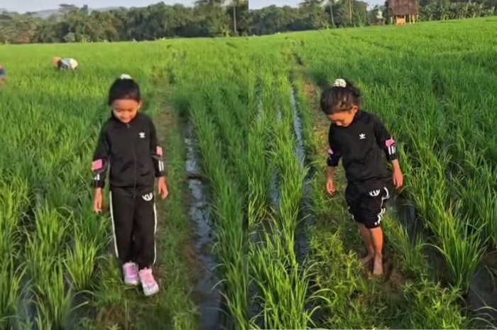 Ni Hyang, putri Gubernur Jawa Barat, Dedi Mulyadi, saat bermain di sawah.