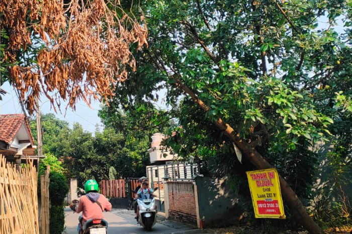 Ranting pohon tersangkut kabel listrik di Jalan Sasak, Kalimulya, Kota Depok.