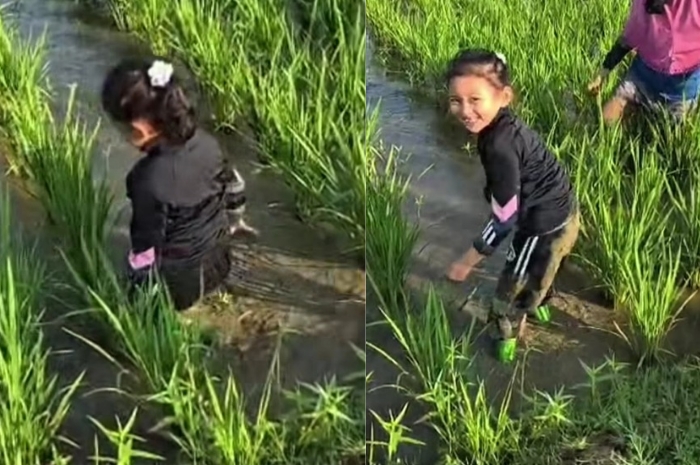 Ni Hyang putri bungsu Gubernur Jawa Barat, Dedi Mulyadi saat bermain di sawah.