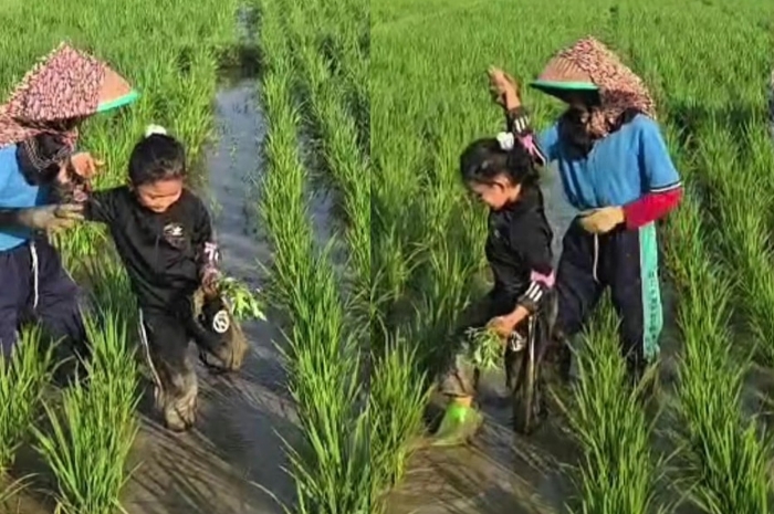 Ni Hyang putri bungsu Gubernur Jawa Barat, Dedi Mulyadi saat belajar menyiangi rumput di sawah.