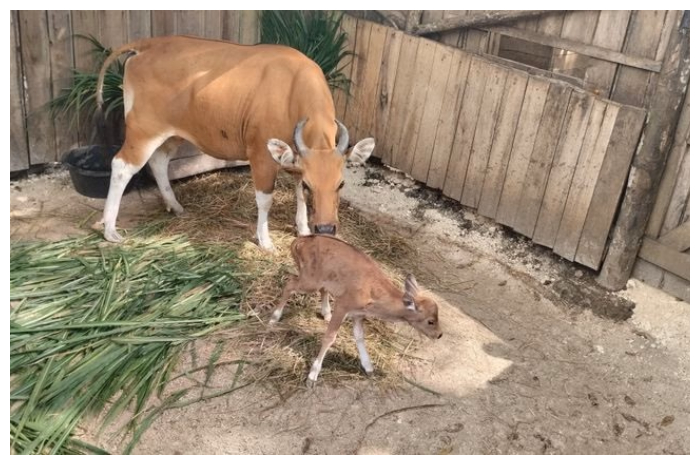 Kelahiran anak Banteng Jawa di Cagar Alam Pananjung Pangandaran, Jawa Barat.