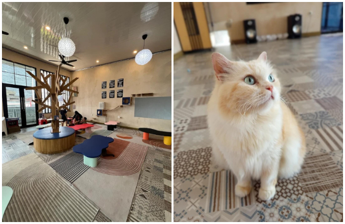 Gemuyu Cat Cafe, Tempat ngopi di Bogor yang berpenghuni kucing.