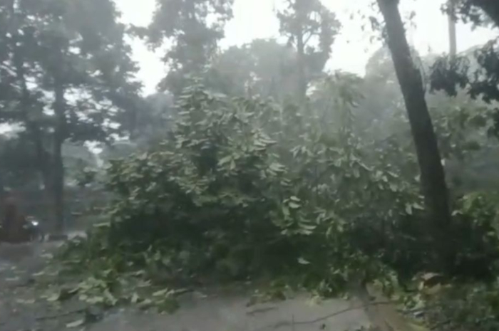 Salah satu lokasi pohon tumbang yang terjadi kawasan Cifor, Kota Bogor.