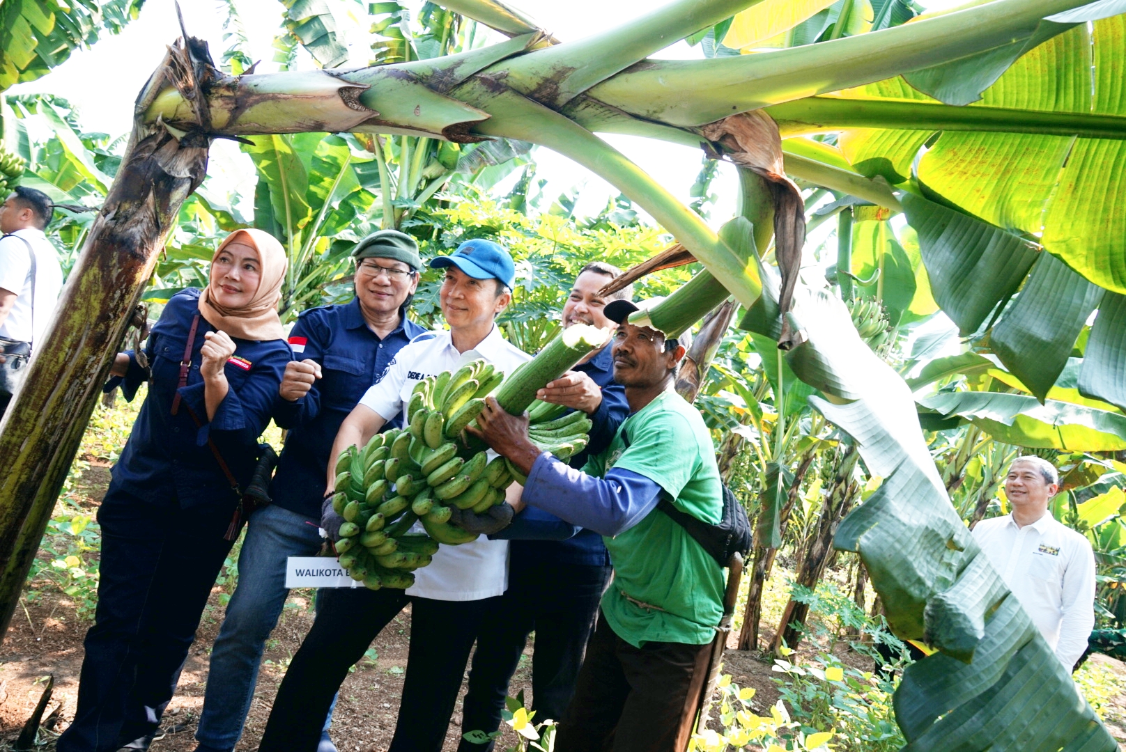 Mandiri Banana Indonesia Panen Perdana Pisang Barangan Jumbo Merah di Tanah Sareal, Hanya 9 Bulan Sudah Berbuah  PT Mandiri Banana Indonesia (MBI) melaksanakan panen perdana pisang Barangan Jumbo Mera