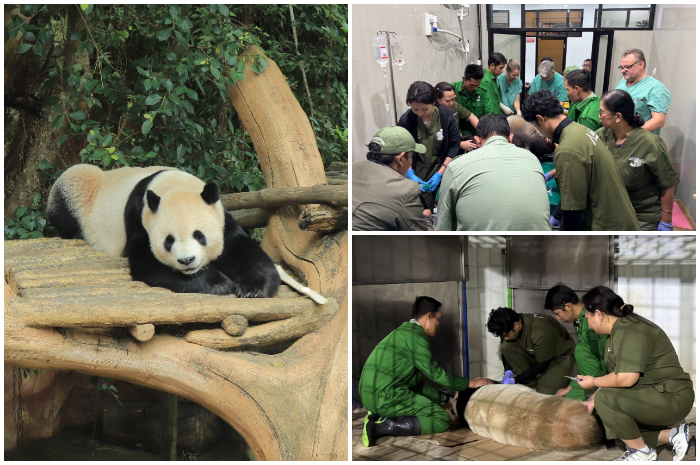 Proses inseminasi buatan pada panda raksasa Cai Tao dan Hu Chun di TSI Cisarua Bogor.