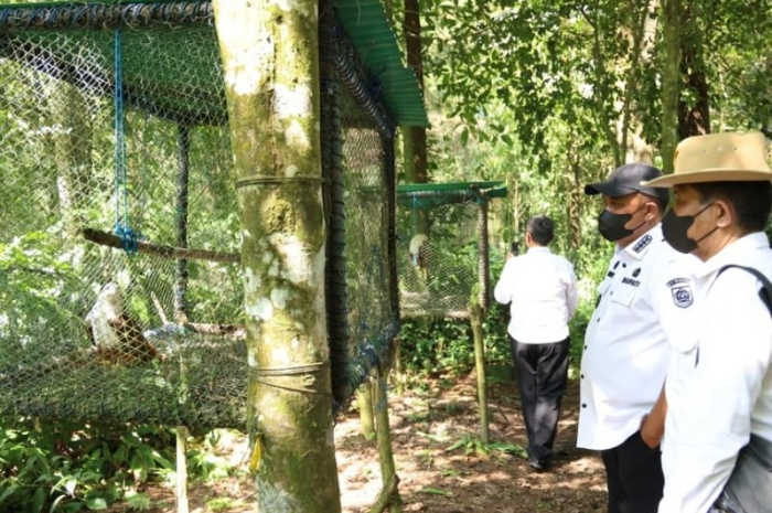 Bupati Bogor mengunjungi Pusat Suaka Satwa Elang Jawa di Cigombong