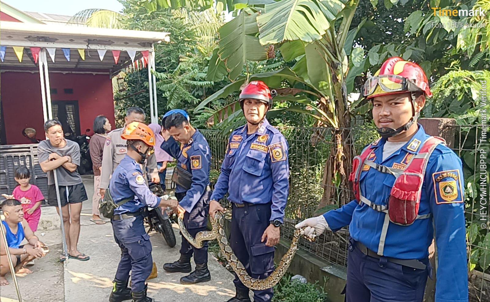 Petugas rescue Damkar Kabupaten Bogor, berhasil mengevakuasi ular sanca di rumah warga Kelurahan Cirimekar.