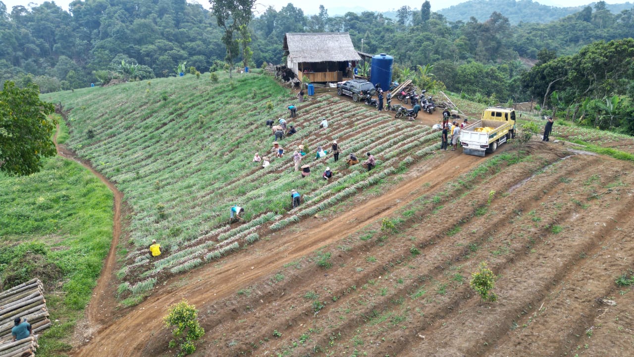 BUMDes Pasirmadang bersama KTH Ciparay Makmur Berkah memanen sebanyak 40 ton bawang merah di Sukajaya untuk dikirim hingga ke Papua.