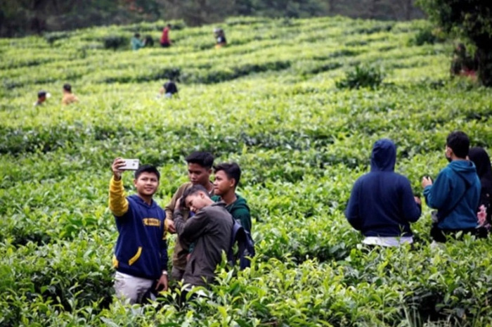 Beberapa pengunjung sedang berfoto di salah satu wisata kebun teh di Jawa Barat.  Sumber foto: disparbud.jabarprov.go.id