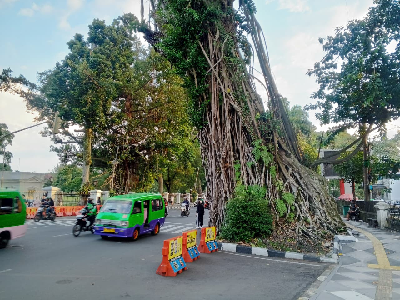 Pohon karet kebo di pusat Kota Bogor, kini kondisinya miring ke arah jalan dan terancam roboh menimpa pengendara.