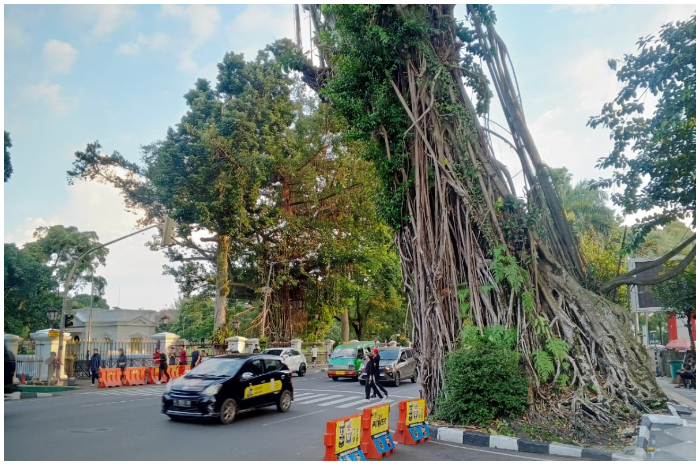 Sebuah pohon tua depan Balai Kota Bogor yang kondisinya miring ke arah jalan.