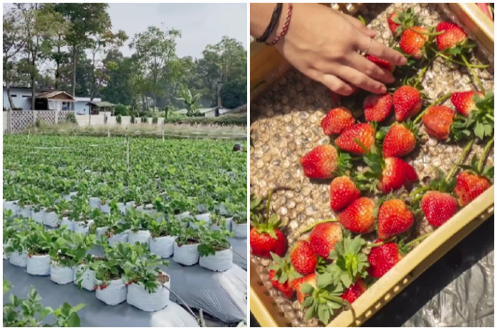 Suasana kebun stroberi di kawasan La Fresa Garden, Lembang, Bandung.