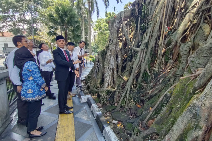 Wali Kota Bogor Dedie A Rachim saat meninjau pohon karet kebo di pintu keluar Balai Kota Bogor.