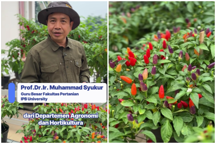Tanaman cabai pelangi hasil inovasi IPB University.