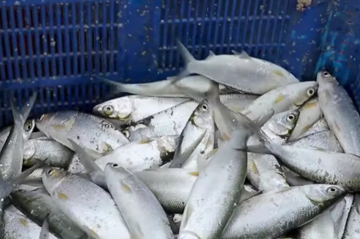 ILUSTRASI: Tulang ikan Bandeng mudah dipisahkan, simak penjelasan dari pakar IPB.
