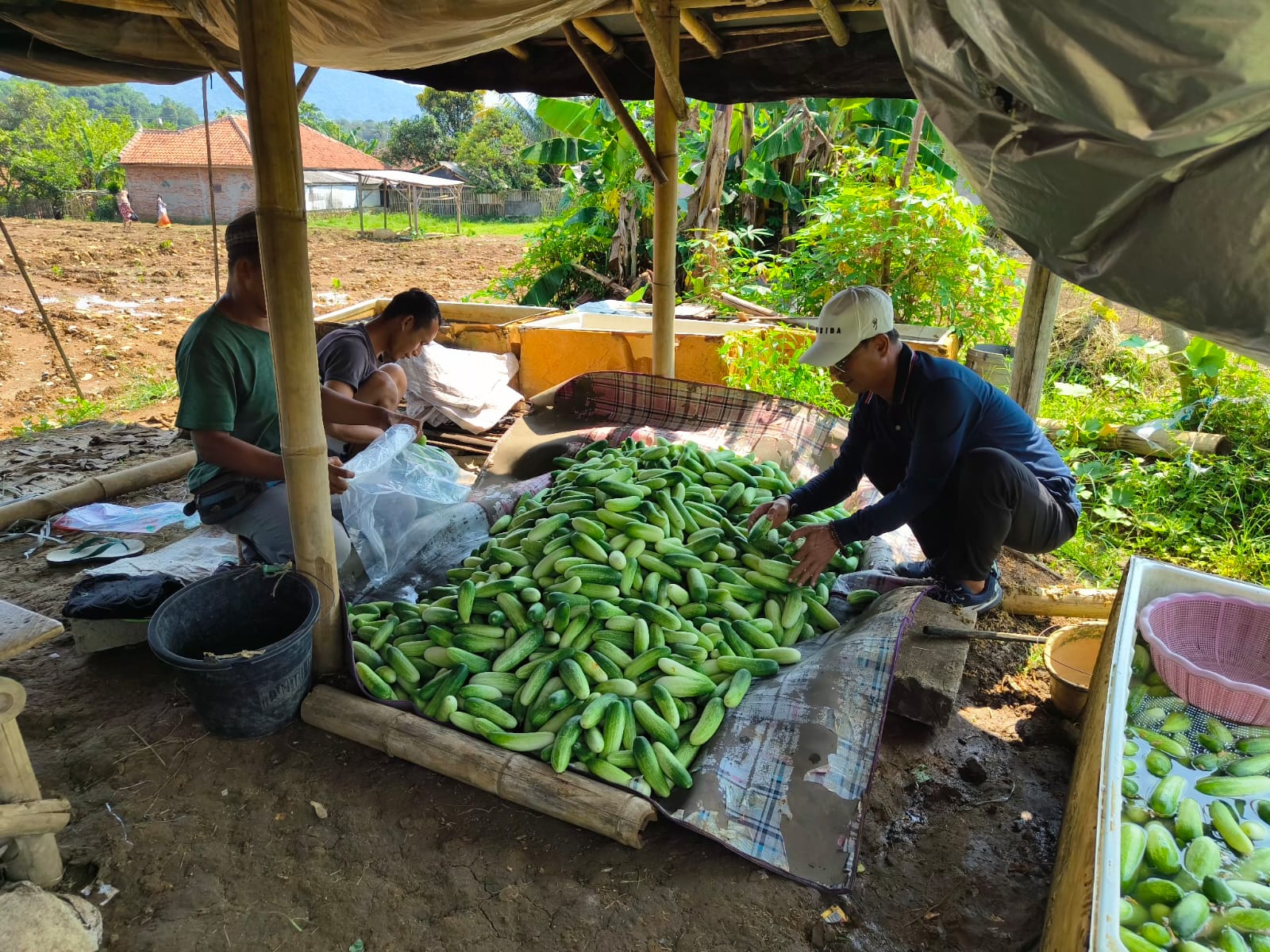 Petani di Desa Kalongliud, Kecamatan Nanggung, Kabupaten Bogor, saat panen sayuranan.