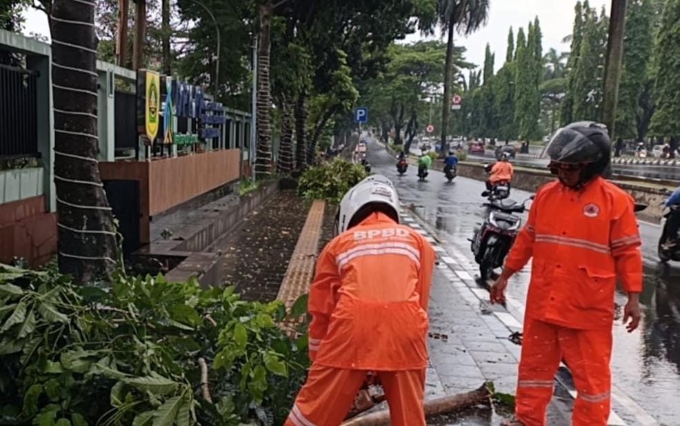 TRC BPBD Kabupaten Bogor saat mengevakuasi pohon tumbang di Jalan Raya Tegar Beriman, Cibinong, Kabupaten Bogor, Selasa 7 Oktober 2025.