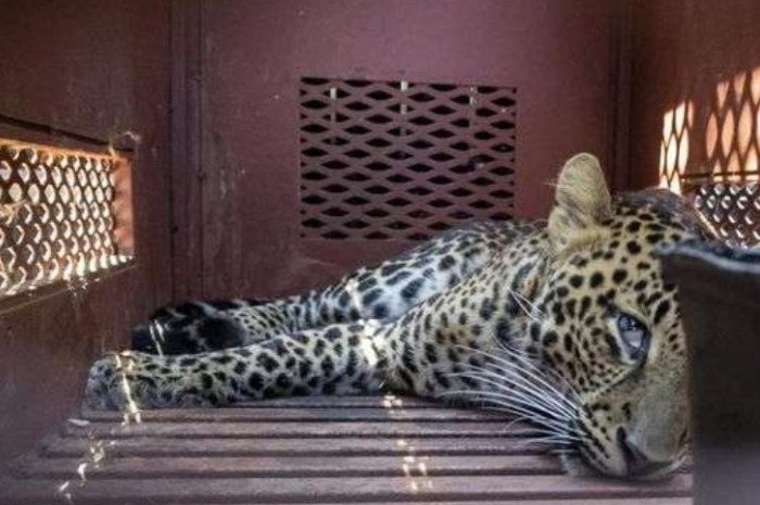Macan Tutul yang dibius dan evakuasi dari hotel di Bandung, beberapa waktu lalu.