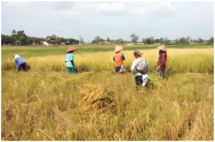 Sejumlah petani di Kabupaten Klaten tengah melakukan panen perdana padi varietas unggul hasil inovasi IPB University melalui program Dospulkam.