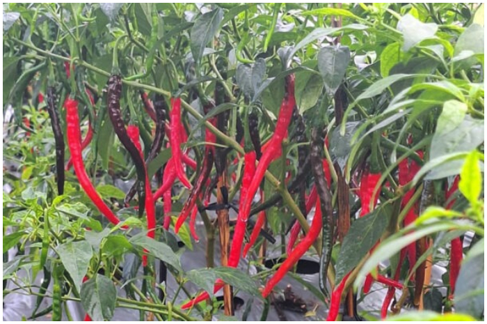Tanaman cabai keriting hasil uji coba teknologi mikronutrien dan bakteri Plant Growth Promoting Rhizobacteria yang dikembangkan IPB University.